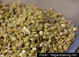 Sprouted Grains: You Want Me To Eat What?!