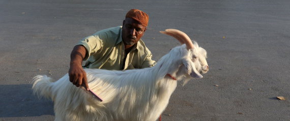 مدارس بزيمبابوي تقبل الماعز كرسومٍ دراسية.. وهناك أشياء أخرى يمكنك تقديمها مقابل تعليم أولادك