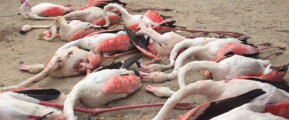 في السعودية أم الكويت؟ هذه هي حقيقة صورة الإبادة الجماعية لطائر الفلامنجو