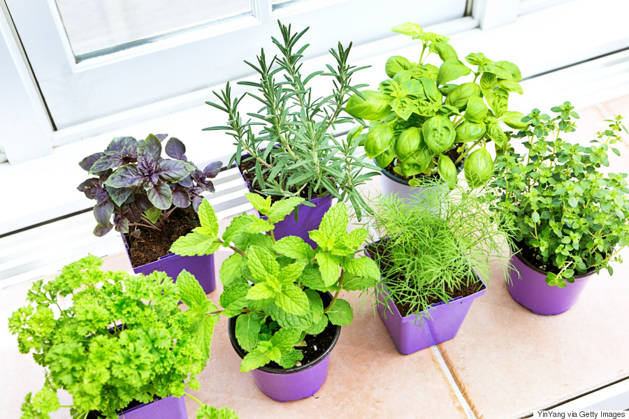 Four Steps To Create The Best Herb Garden