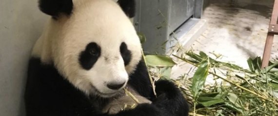 PANDA
