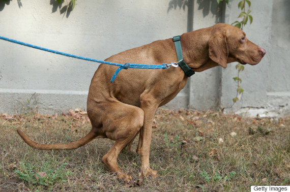 Waterloo, Ont. Program Will Convert Dog Poop Into Energy