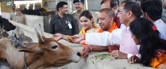 أبقار الهند بهويات خاصة.. مقترح حكومي يثير حفيظة مسلمي الهند هذه أهدافه