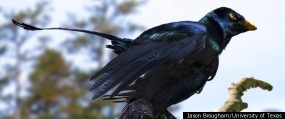 Microraptor