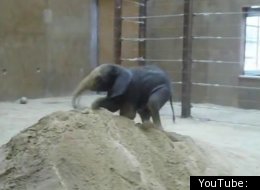 Baby Elephant Syndrome