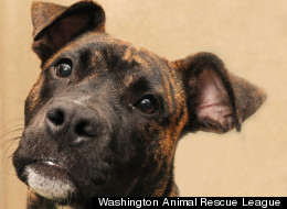 PHOTOS: You Can Adopt This Cute Dog
