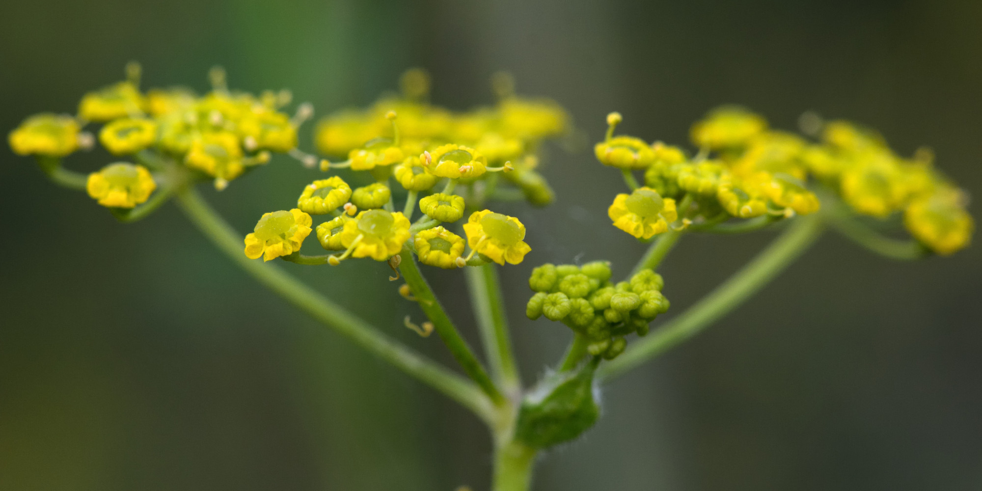 These Plants And Fruits Can Cause Severe Skin Reactions Sunnybrook Health Sciences Centre