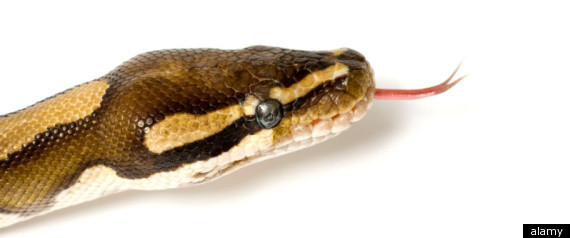 Women Ovulation Snakes