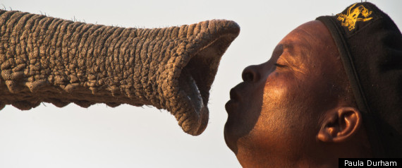 Elephant Welcome