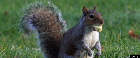 Squirrel