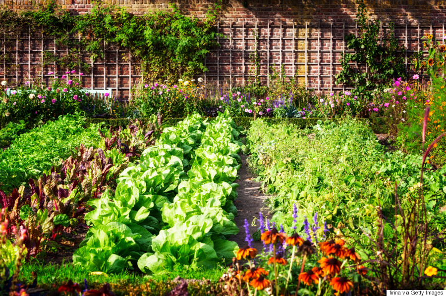Vegetable Garden 101: How To Have A Plentiful Harvest