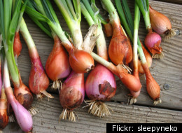 The Produce You Should Never Put In Your Refrigerator