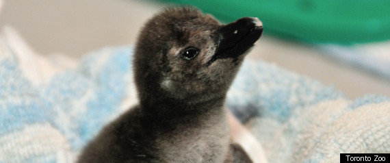 Baby Penguin Chick Toronto