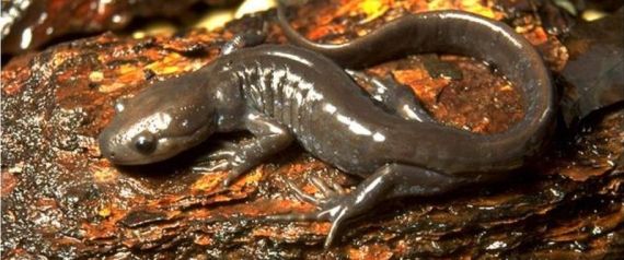 Burlington Salamanders Jeffys Detour