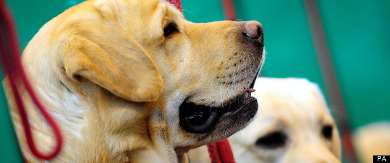Crufts Finals
