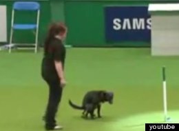WATCH: One Embarrassing Poo-ch Makes Its Mark At Crufts