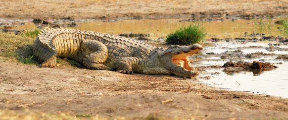 CROCODILES IN ZIMBABWE