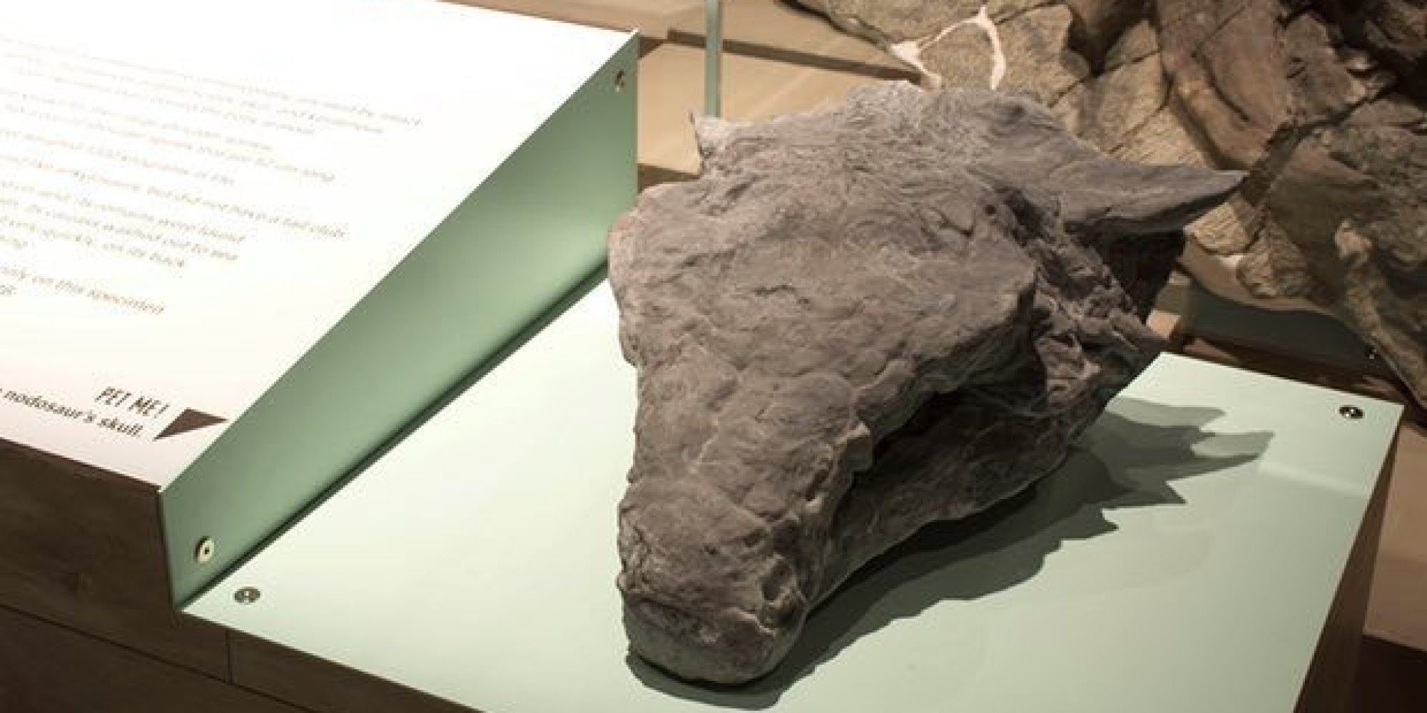 عثروا عليه بأبعاده كاملة على الرغم من موته قبل 110 ملايين عام.. متحف كندي يرفع الستار عن ديناصور مدرع (فيديو)