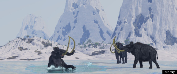 Woolly Mammoth