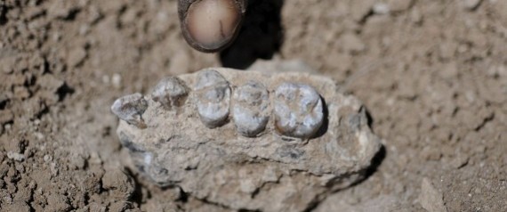 حفريات جديدة عمرها 7 ملايين سنة تُشكك في نظرية بدء البشر في إفريقيا.. فأين بدأ البشر حياتهم؟!