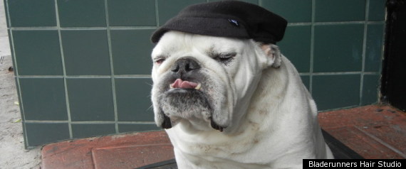 Jake The Bulldog