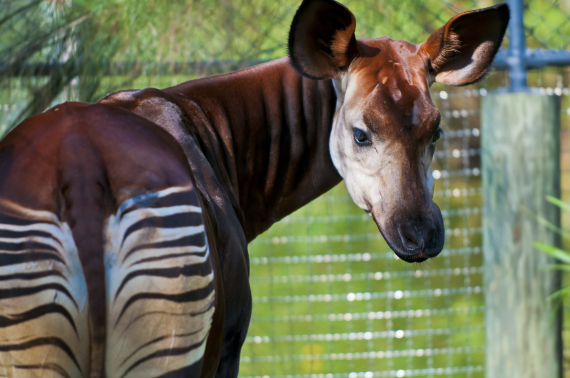 okapis