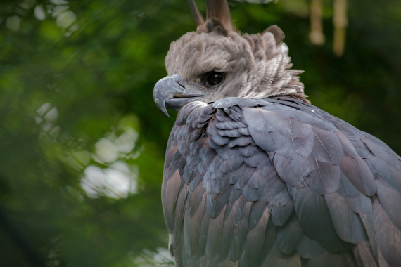 harpy eagle