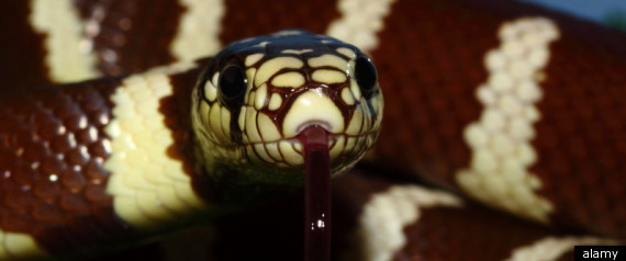 California Kingsnake Mans Toilet Staten Island