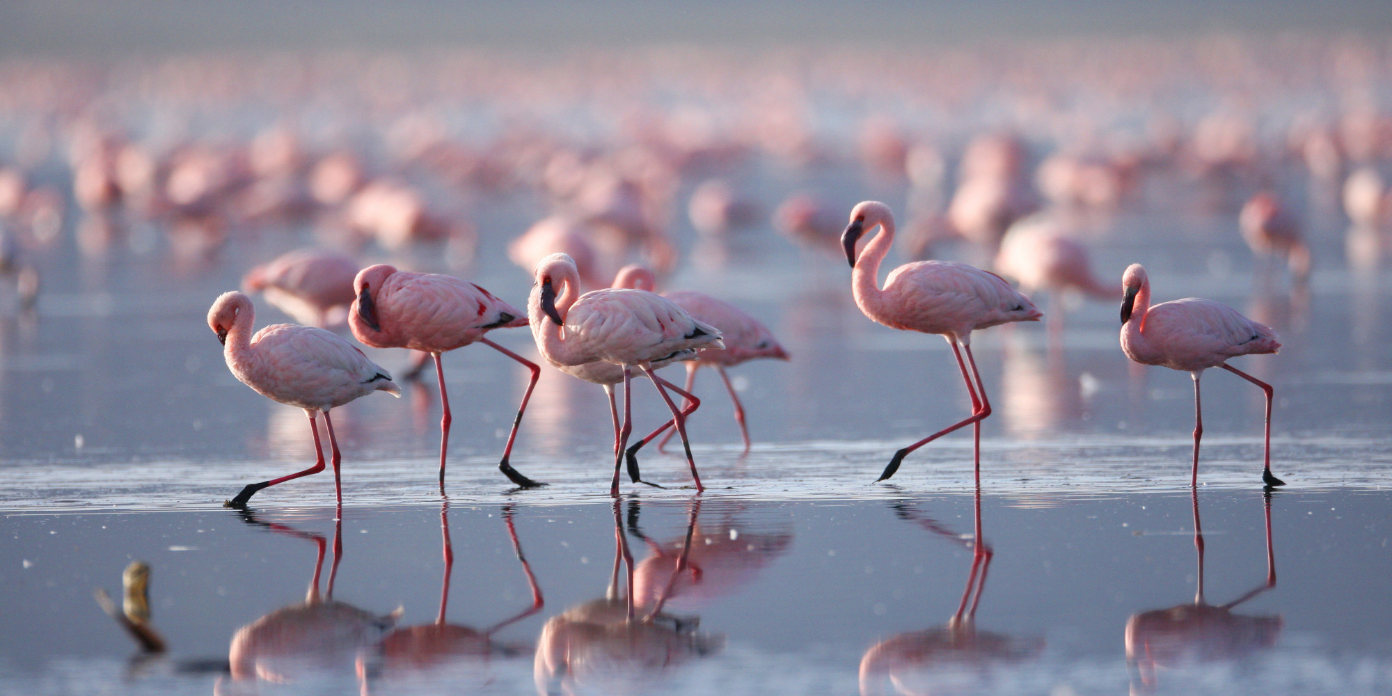 Pourquoi Les Flamants Roses Se Tiennent Sur Une Patte