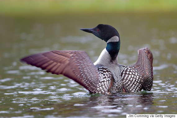 canadian loon