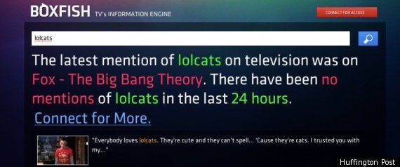 Boxfish Twitters For Tv