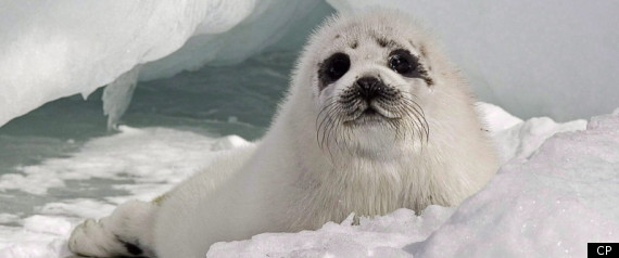 Seal Hunt Canada 2012