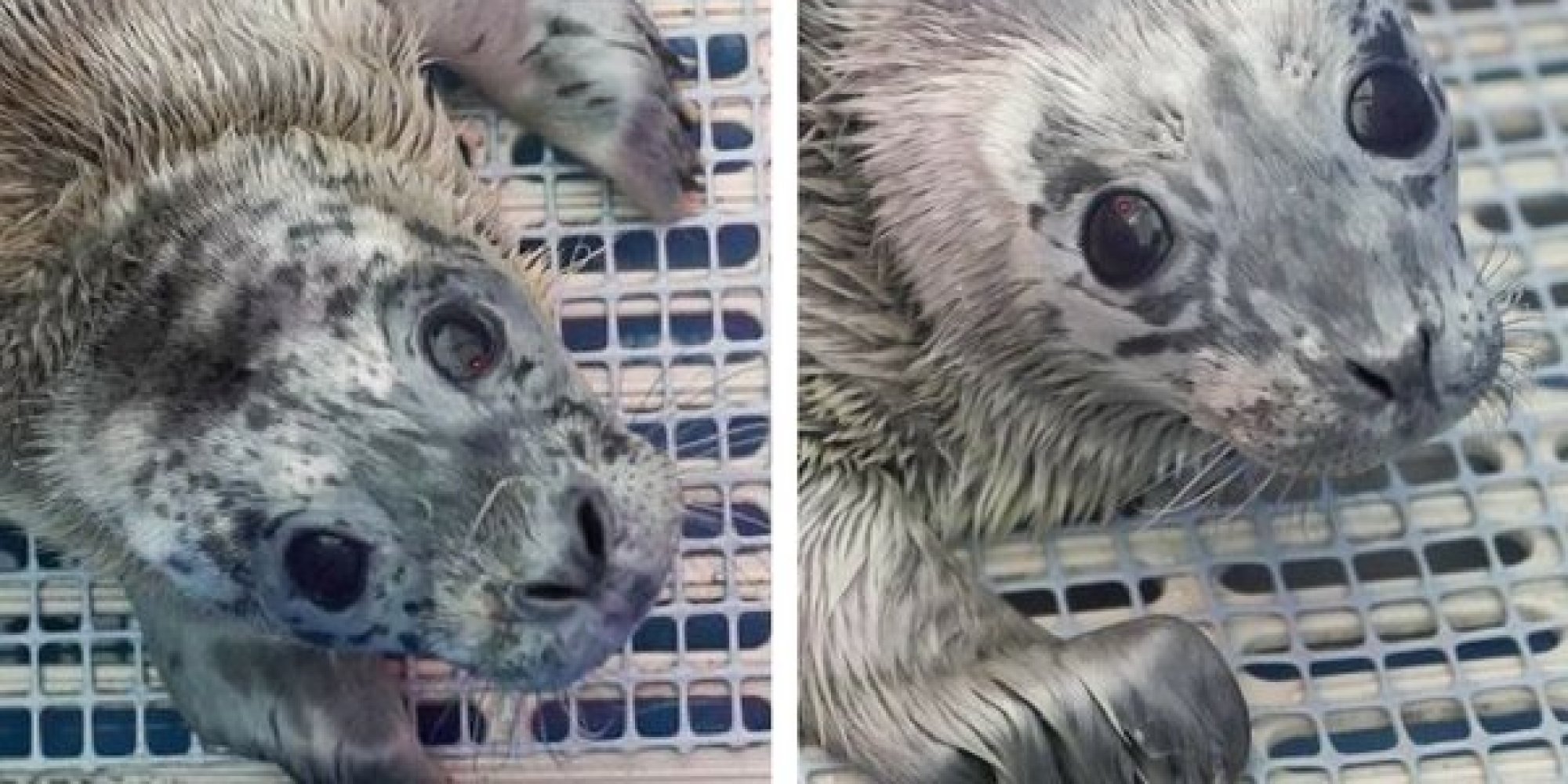 Vancouver Aquarium Treating Rescued Seal Pups - Huffington Post Canada