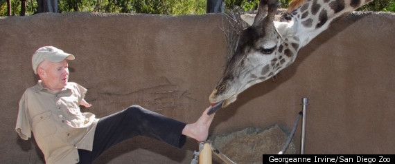 Armless Man Feeds Giraffe