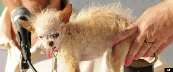 Ugly Dog Dies
