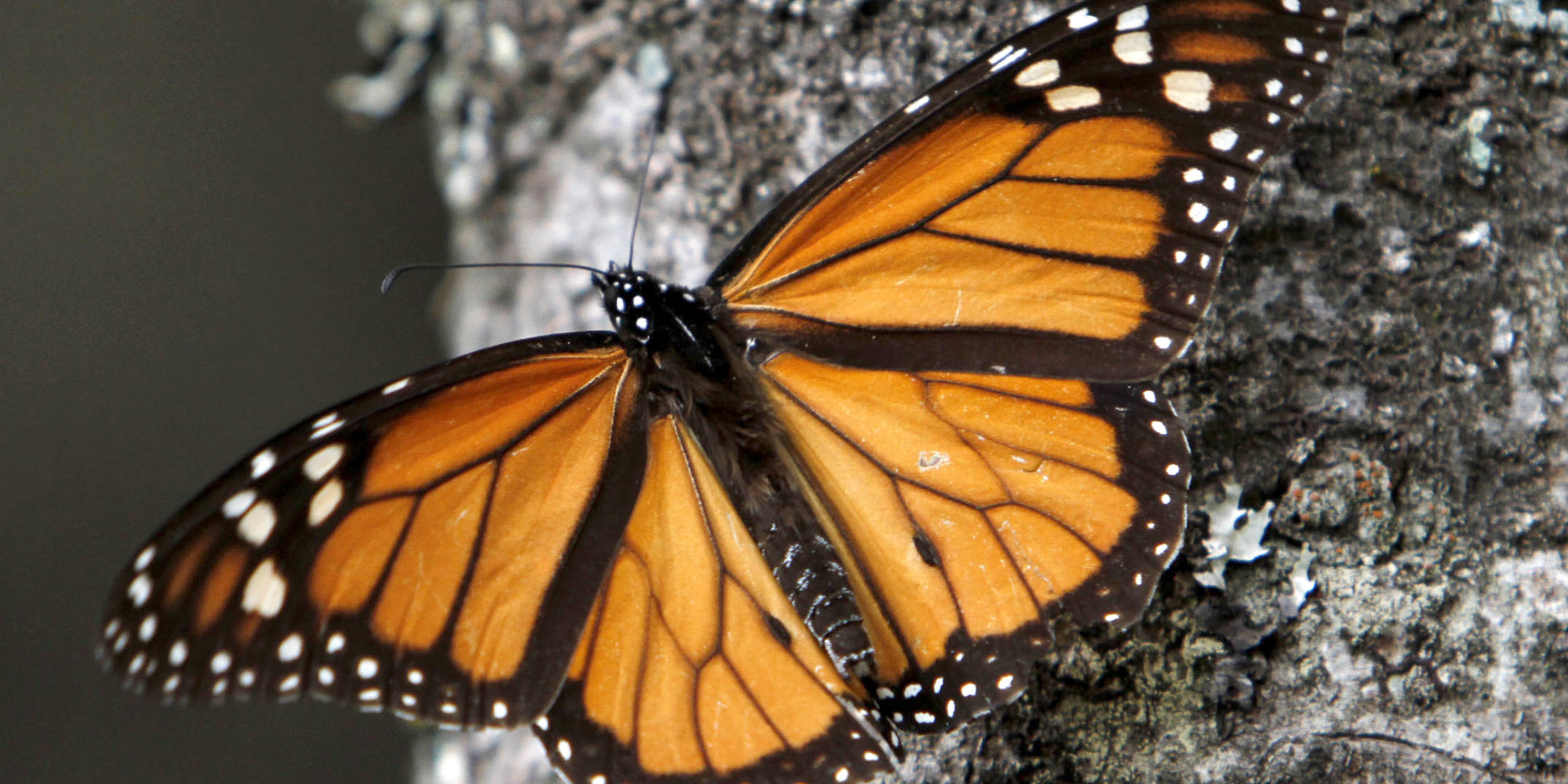 Monarch Butterfly Migration Alberta Butterfly Lovers Aflutter Over