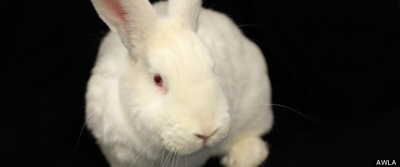 Bunny