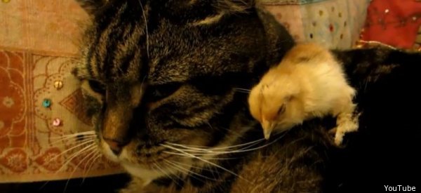 Us Supreme Court Declines To Take Up >> Baby Chick Falls Asleep On Cat For Adorable Nap Session ... Us Supreme Court Declines To Take Up >> Baby Chick Falls Asleep On Cat For Adorable Nap Session ...