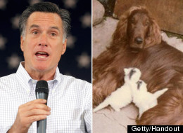 Mitt Romney Seamus Dog