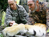 Vladimir Putin looking at a tigress 