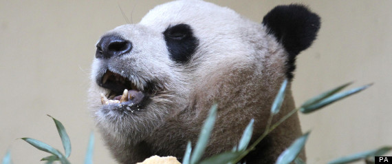 Edinburgh Panda Birth Online