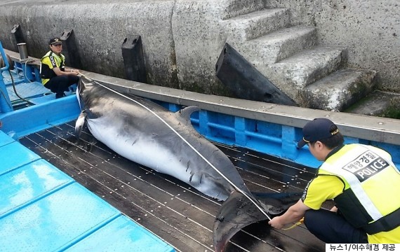 whale