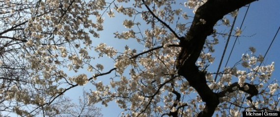 Cherry Blossoms Kenwood