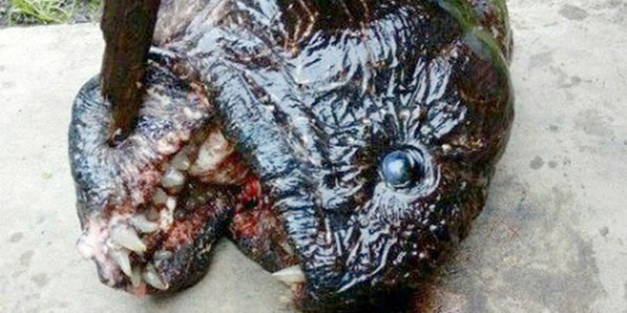 Ein Angler denkt, er fängt einen Fisch – stattdessen hat er einen Mutanten an der Angel
