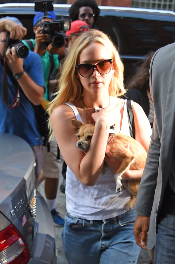 jennifer lawrence dog
