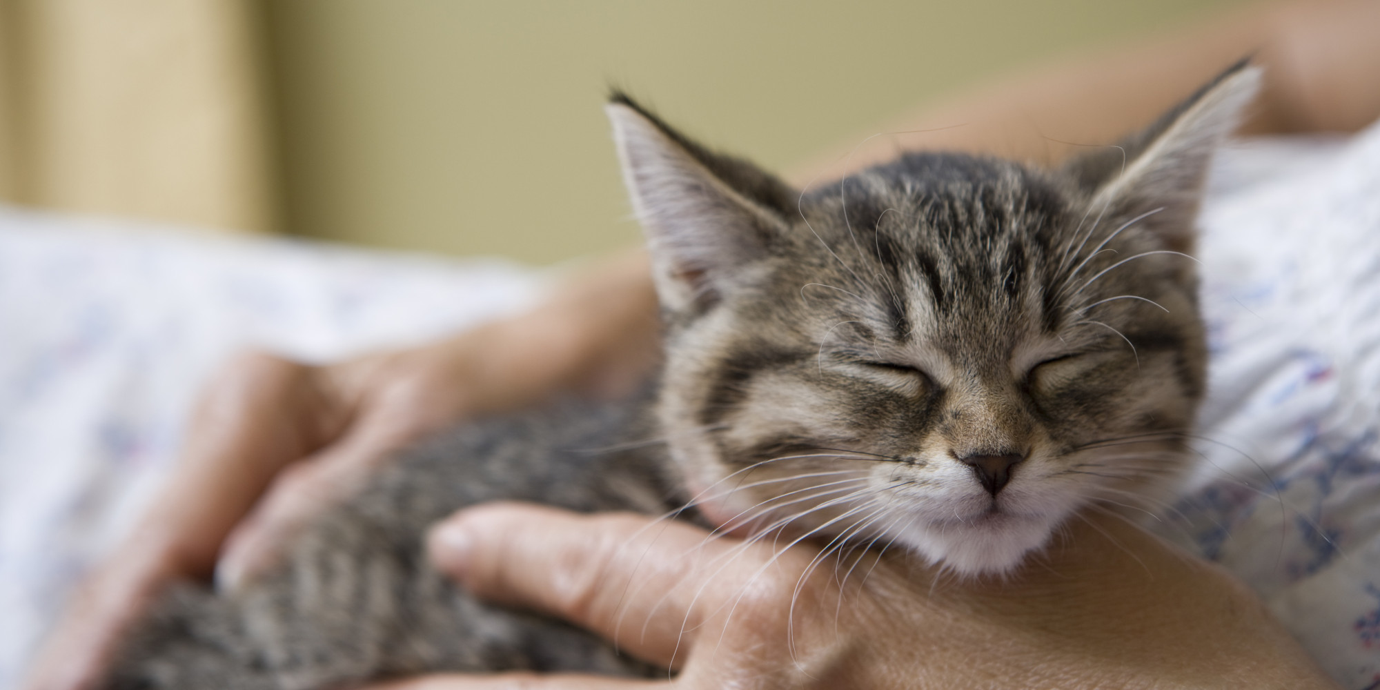 Do Cats Purr When Humans Aren't Around? | HuffPost UK