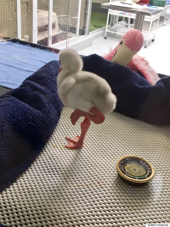 the