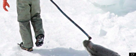 Canada Seal Hunt
