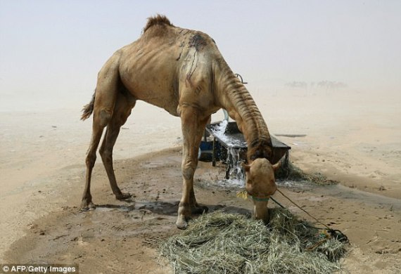 بعد أن طردتها السعودية من أراضيها.. المئات من الجمال القطرية تموت من الجوع والعطش على حدود O-AFP-570