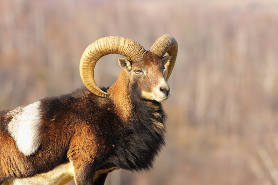 aries